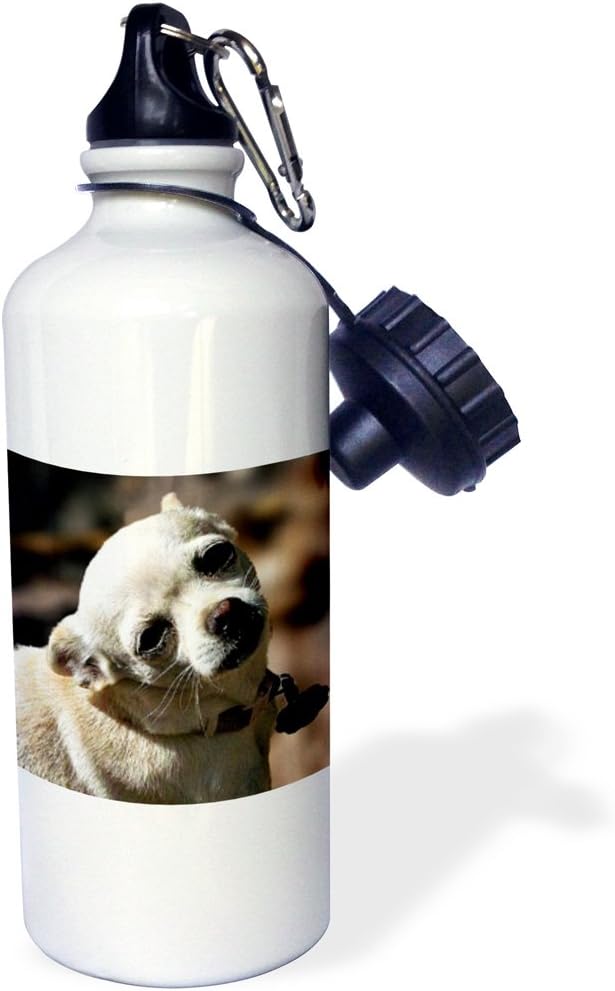 3dRose White Chihuahua Posing for Photograph-Sports Water Bottle, 21oz , 21 oz, Multicolor