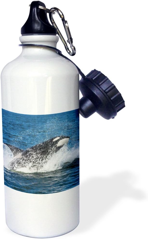 3dRose Orca Whale Breaching Sports Water Bottle, 21 oz, Multicolored