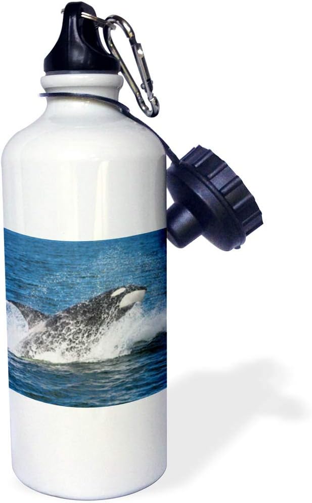 3dRose Orca Whale Breaching Sports Water Bottle, 21 oz, Multicolored