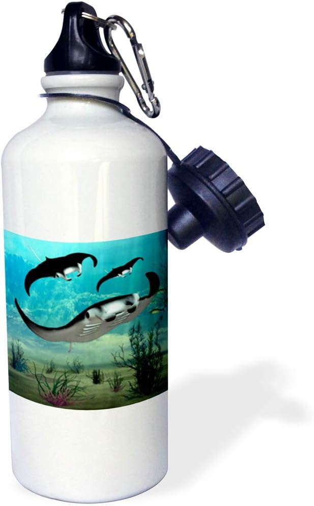 3dRose Manta Rays Swimming Sports Water Bottle, 21 oz, White