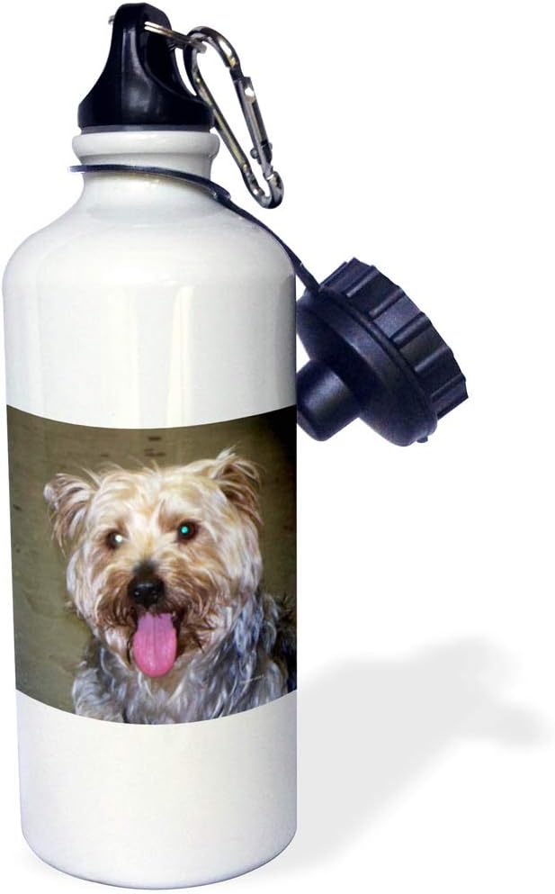 3dRose "Silky Terrier" Sports Water Bottle, 21 oz, White