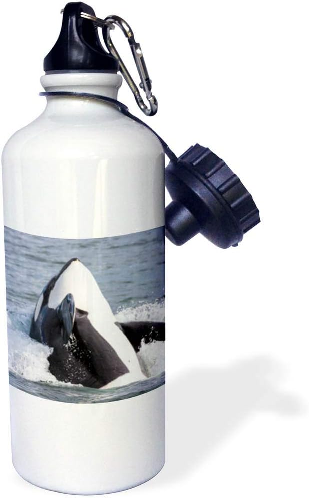 3dRose USA, Alaska Orca whale breaching Sports Water Bottle, 21 oz, Multicolor