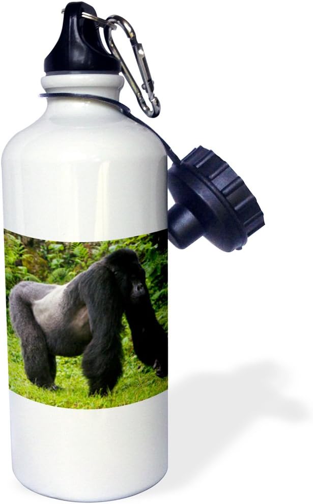 3dRose "Rwanda, Mountain Gorilla, No 2 Silverback AF35 RBE0113 Ralph H. Bendjebar" Sports Water Bottle, 21 oz, White