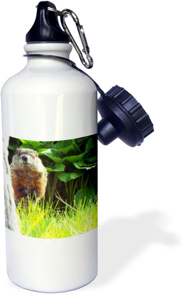 3dRose Groundhog Peek-Sports Water Bottle, 21oz , 21 oz, Multicolored