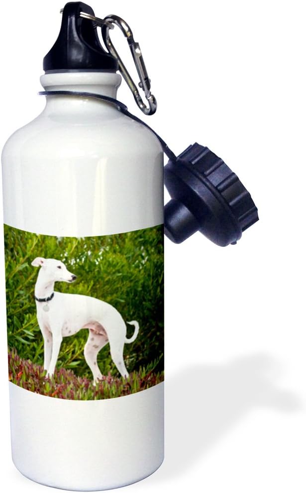 3dRose "An Italian Greyhound dog-US05 ZMU0263-Zandria Muench Beraldo" Sports Water Bottle, 21 oz, White