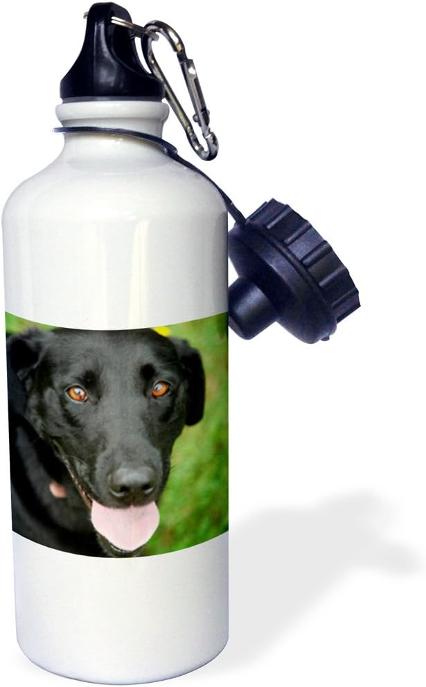 3dRose Dog-Black Labrador. -Sports Water Bottle, 21oz , Multicolored