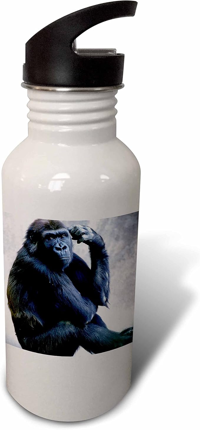3dRose California, San Diego Zoo Lowland Gorilla US05 GJE0031 Gavriel Jecan Sports Water Bottle, 21 oz, White
