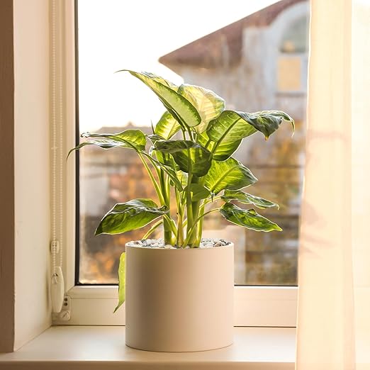 2.5 lbs Small Rocks for Plants, 1/5 Inch Pebbles for Indoor Plants, Natural Decorative Pea Gravel for Aquarium, Fish Tank, Terrarium, Succulents, Bamboo Plants, Vases, Cactus, Crafts